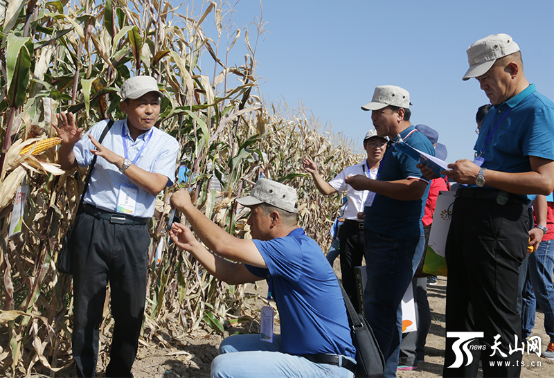 来自国内的种子销售企业代表们在昌吉市三工镇某种业产业园制种玉米种植区参观。