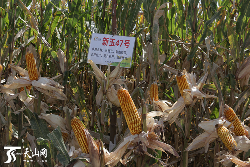 来自国内的种子销售企业代表们在昌吉市三工镇某种业产业园制种玉米种植区参观。